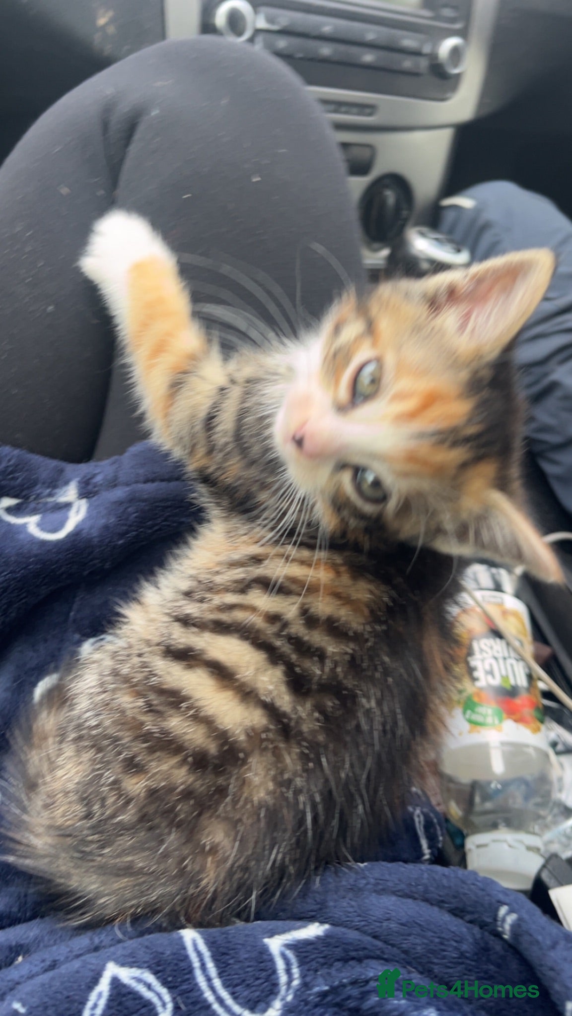 Mixed Breed cats 4 month female kitten for rehoming  - Advert 1