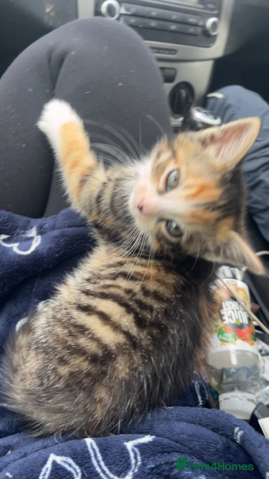 Mixed Breed cats for sale: 4 month female kitten for rehoming  - Advert 1