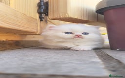 British Longhair cats for sale: 6 Adorable British ShortHair X LongHair kittens .  - Image 8