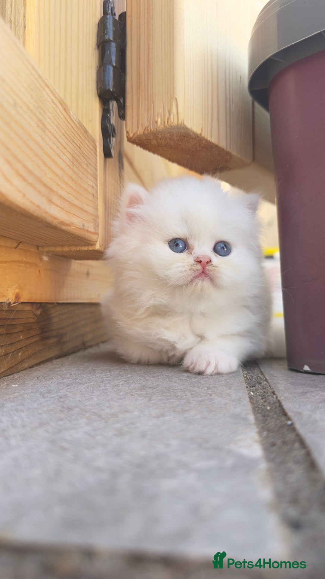 British Longhair cats for sale: 6 Adorable British ShortHair X LongHair kittens .  - Image 8