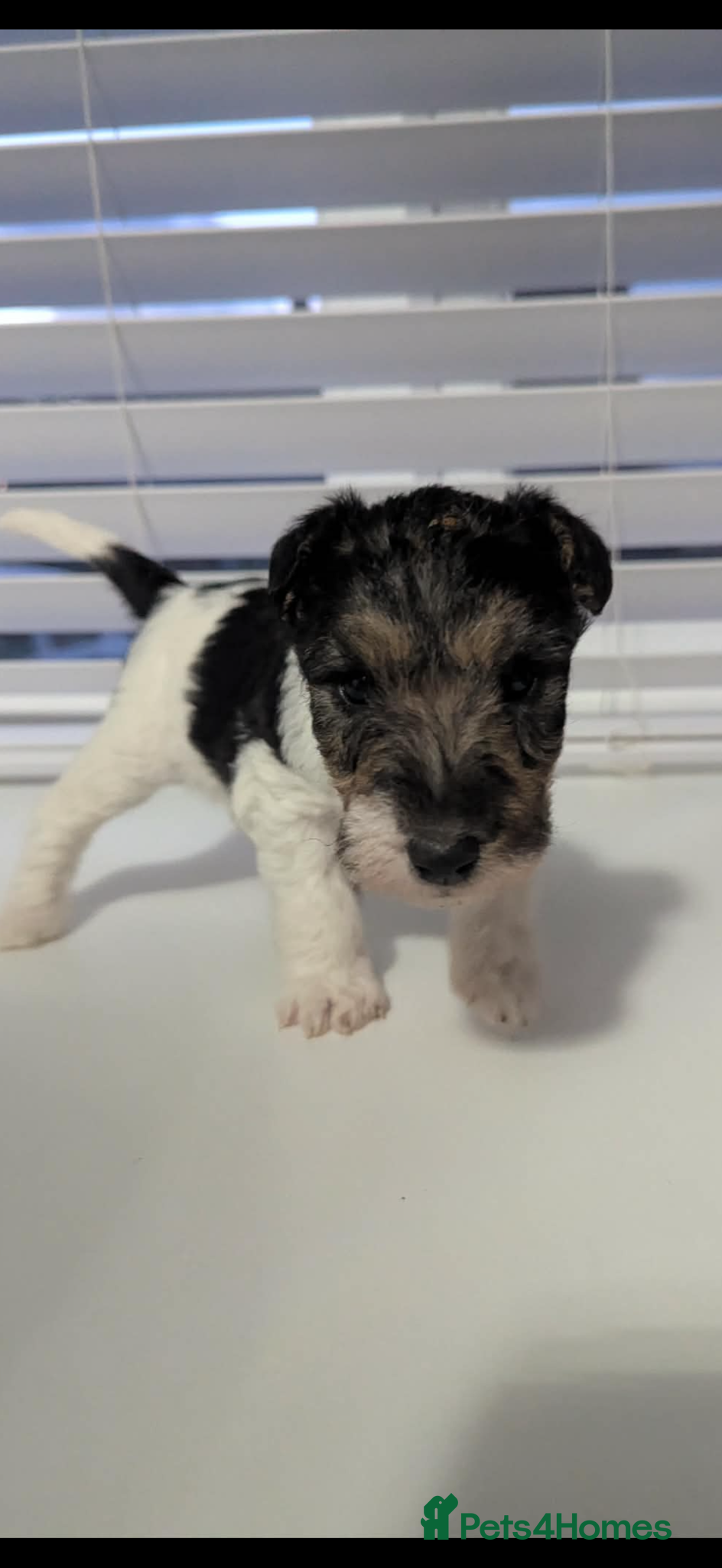 Fox Terrier dogs for sale: Wire haired fox terrier - Advert 28