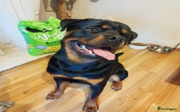 Rottweiler dogs for stud: German Rottweiler For Stud - Image 1