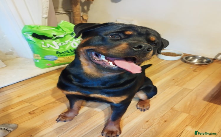 Rottweiler dogs - Advert 1