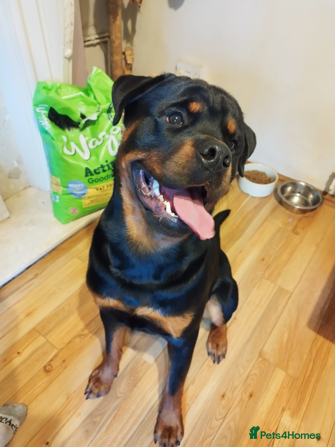Rottweiler dogs for stud: German Rottweiler For Stud - Image 1
