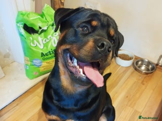 Rottweiler dogs - Advert 17