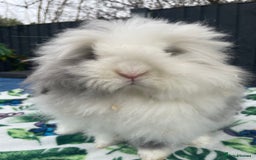 Mini Lion Lop rabbits for sale: Blue Eyed TeddyWidder Girl - Image 3