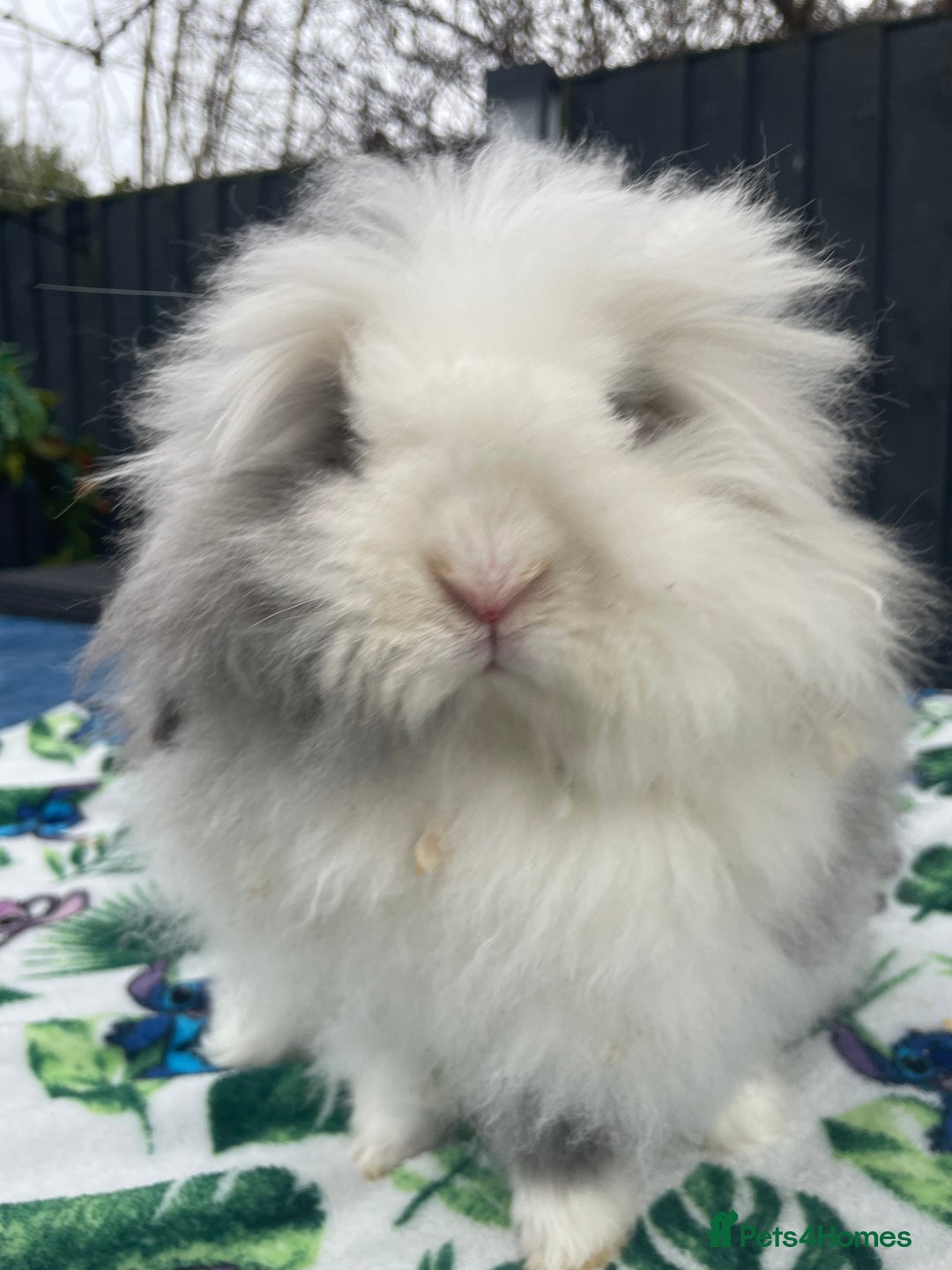 Mini Lion Lop rabbits for sale: Blue Eyed TeddyWidder Girl - Image 3