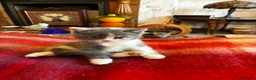 Scottish Fold cats for sale: Scottish Fold Kittens for sale - Advert 19