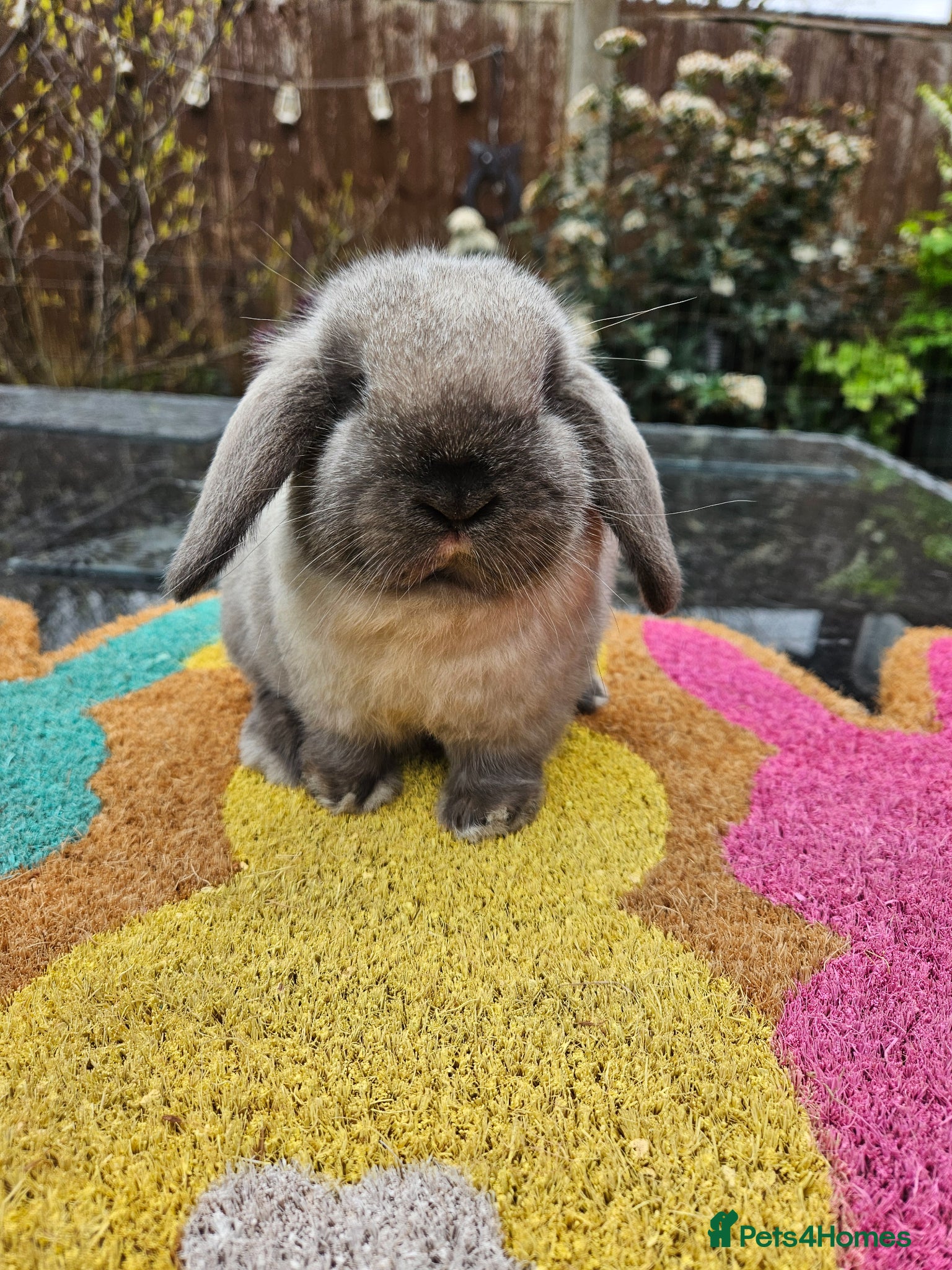 Mini Lop rabbits Baby mini lop girl 8 weeks  - Advert 14