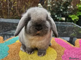 Mini Lop rabbits Baby mini lop girl 8 weeks - Advert 14