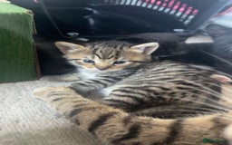 Mixed Breed cats for sale: Kittens for sale - Image 1