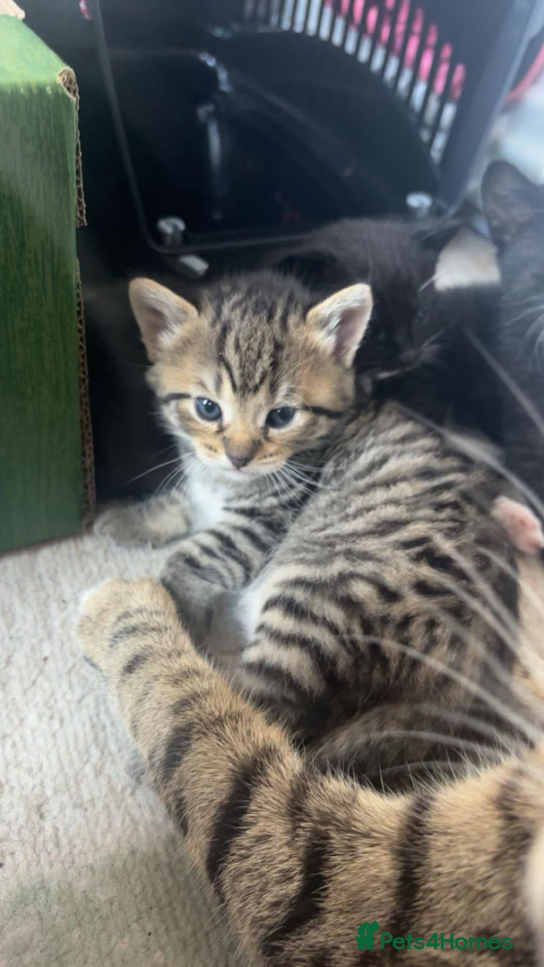 Mixed Breed cats for sale: Kittens for sale - Image 1