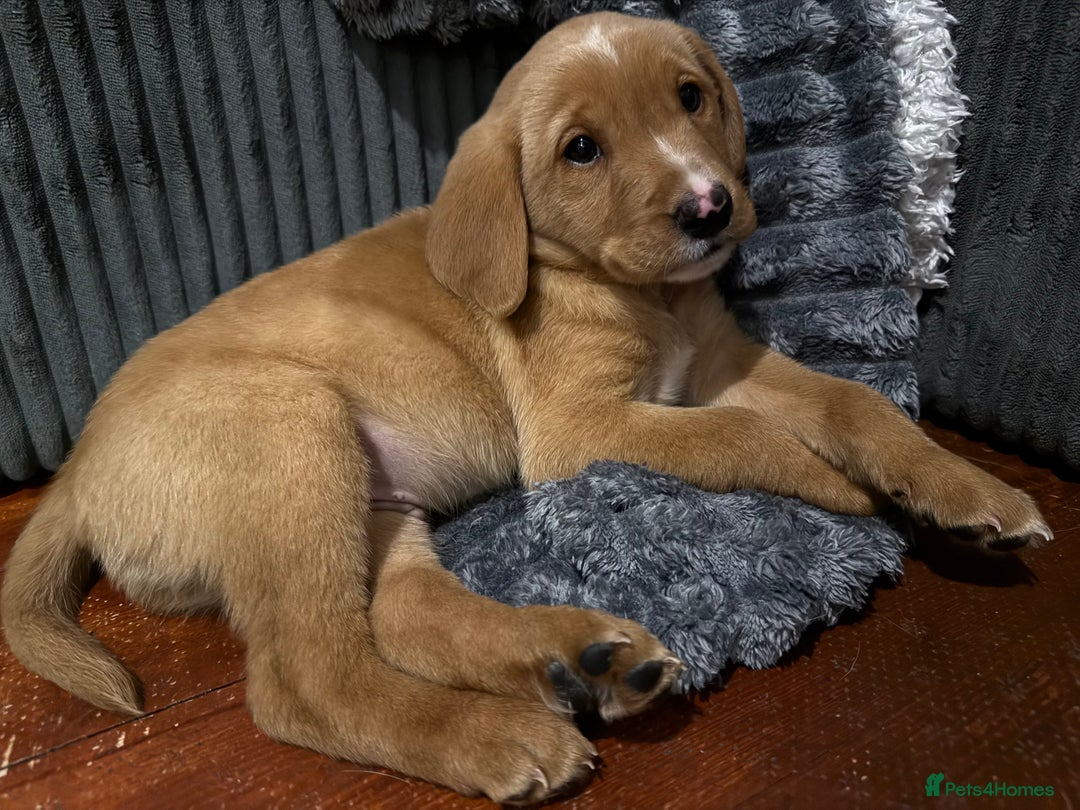 Labrador Retriever dogs for sale: Male Red fox labrador - Advert 6