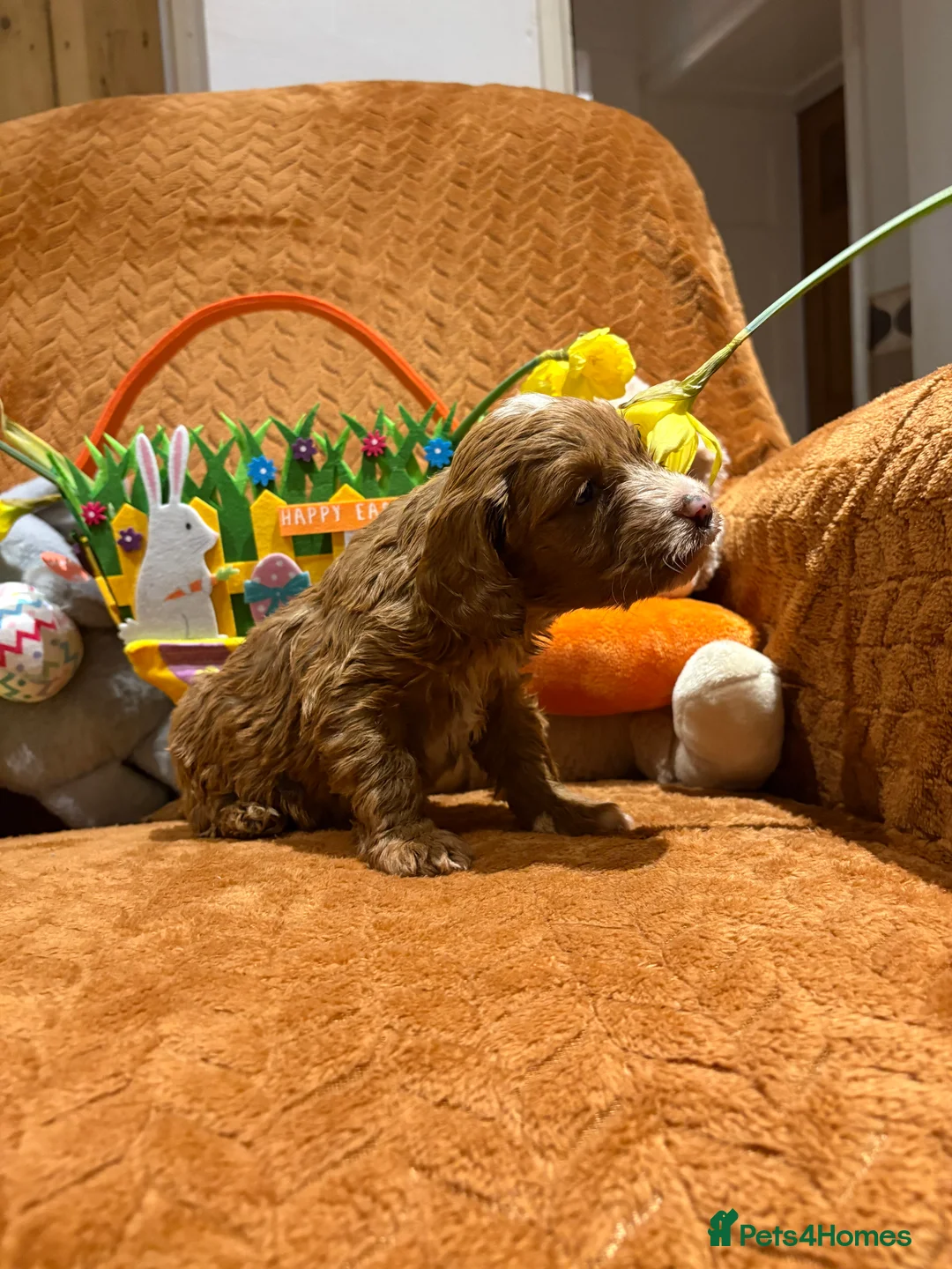 Cockapoo dogs for sale: Cockapoo babies  - Advert 24