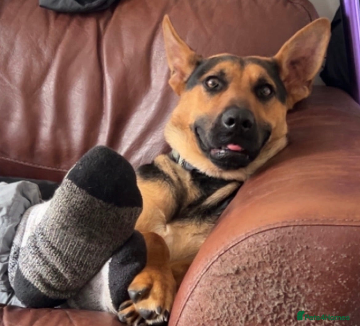 Mixed Breed dogs athena💕 - Advert 2