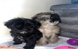 Cavapoo dogs for sale: Stunning cavapoo puppies  - Image 1