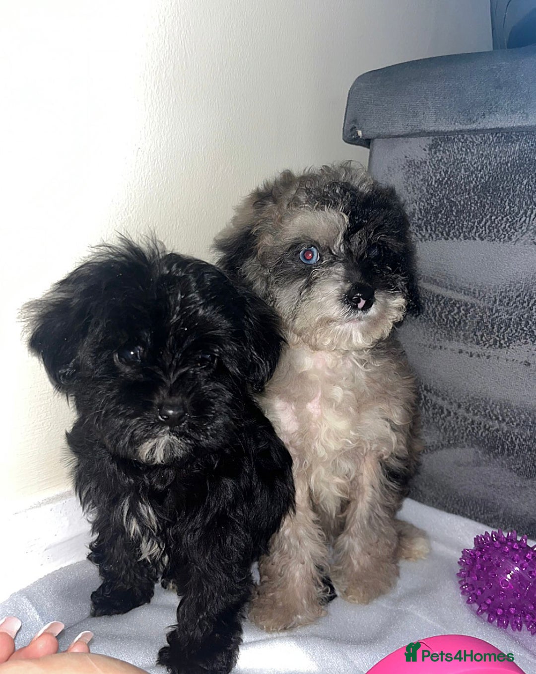 Cavapoo dogs for sale: Stunning cavapoo puppies  - Image 1