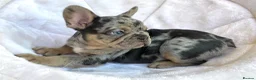 French Bulldog dogs for sale: TOP QUALITY FRENCH BULLDOG PUPPIES - Advert 24