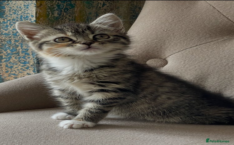 Mixed Breed cats - Advert 1