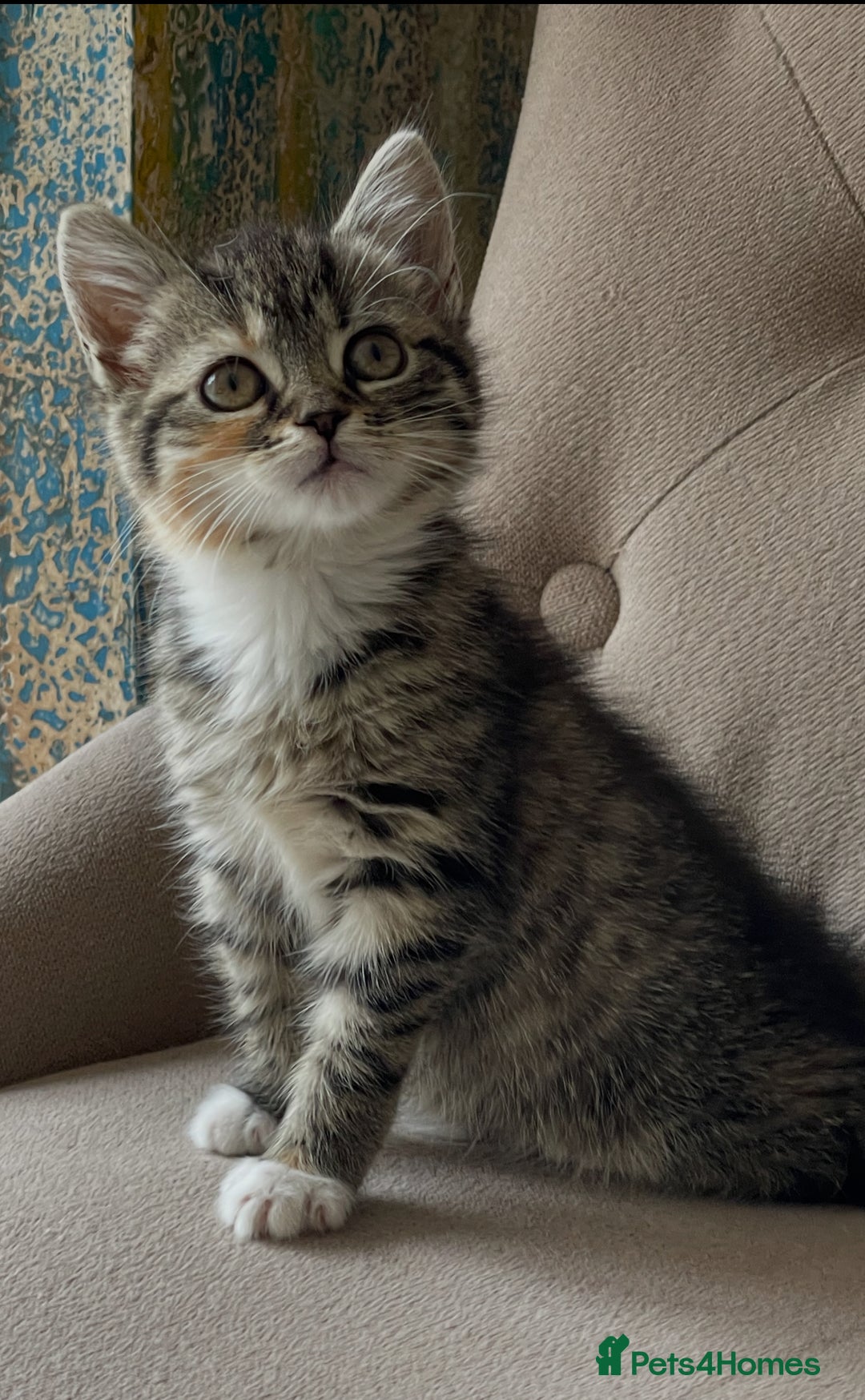 Mixed Breed cats for sale: Adorable Longhair Kittens-ready for a new home - Image 3