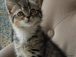 Mixed Breed cats - Advert 17