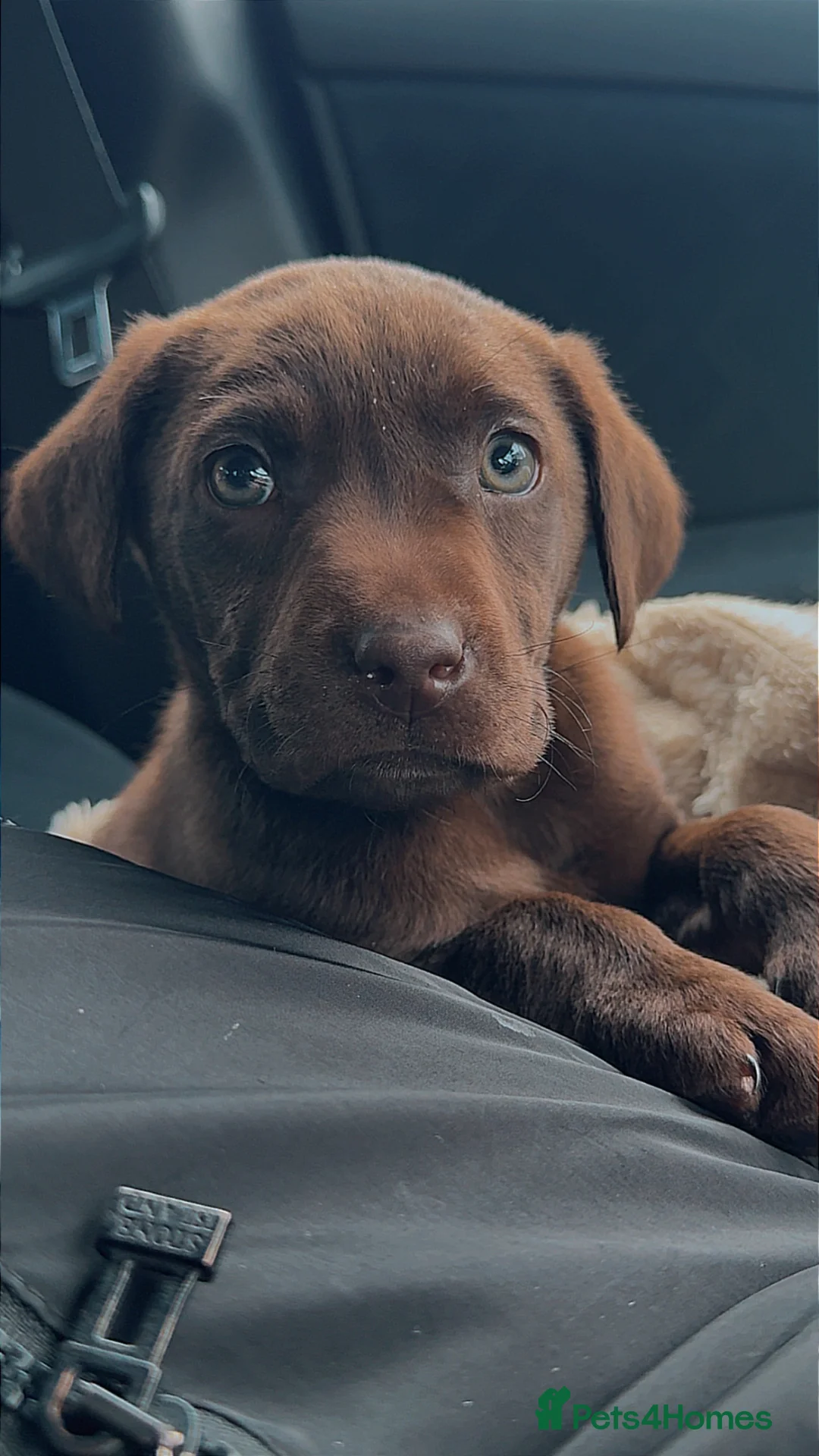 Labrador Retriever dogs for sale: Chocolate Lab - Advert 3