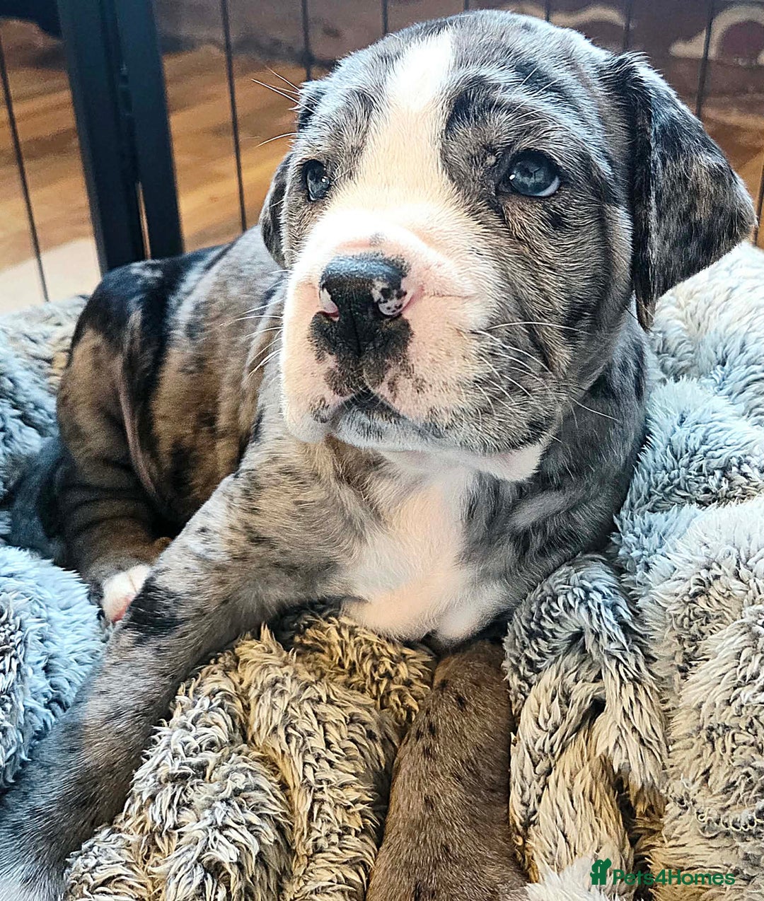 Cane Corso dogs for sale: Merle and brindle cane corso - Advert 3