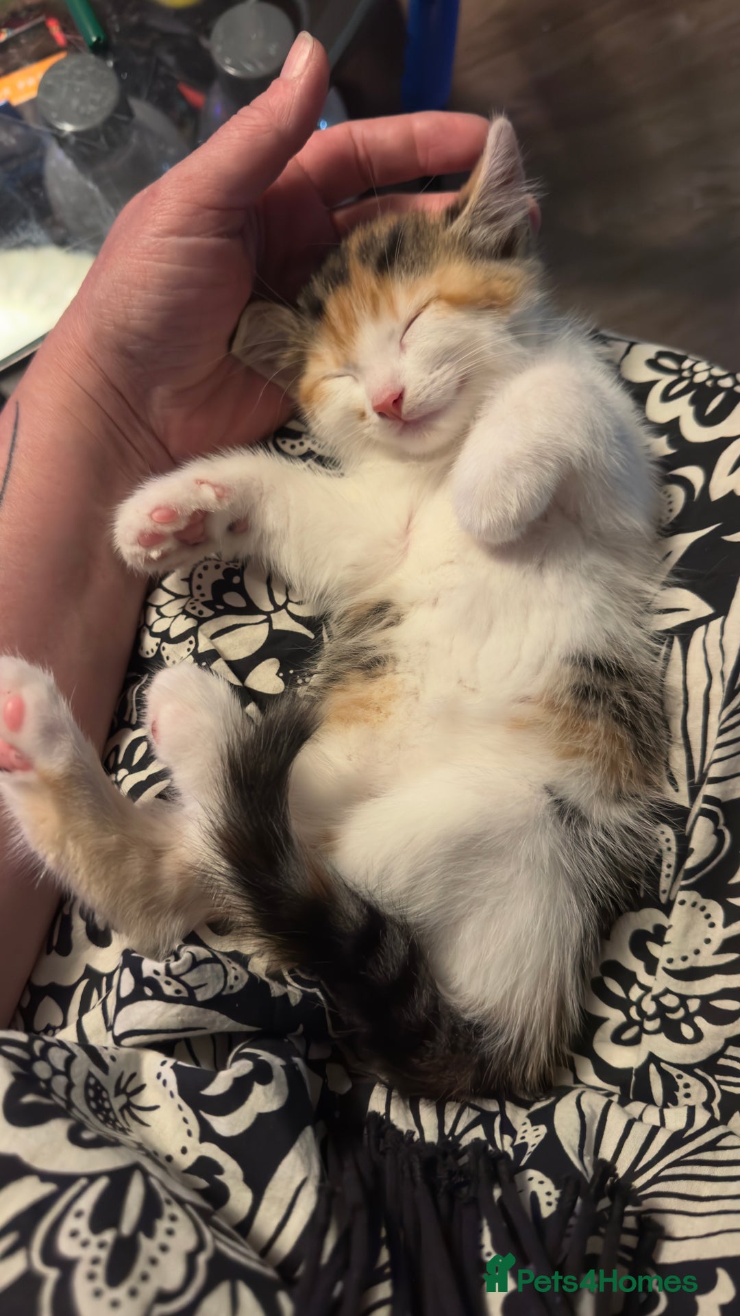 Mixed Breed cats for sale: Beautiful kittens!!!!! READY from 7/08/25 - Image 32