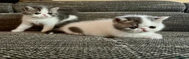 Walter