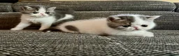 Exotic cats for sale: Outstanding Exotic Shorthair Kittens - Advert 6