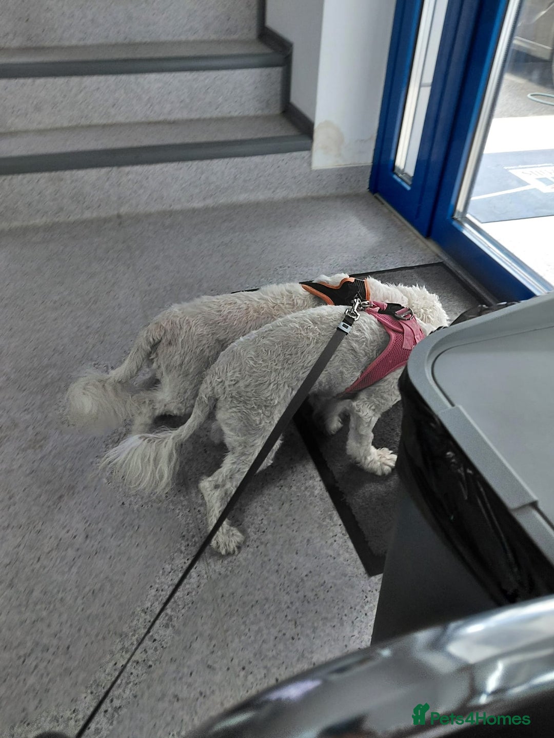 Bichon Frise dogs for adoption: ROMINA - a Beautiful Bichon Girl for a Loving Home - Image 4