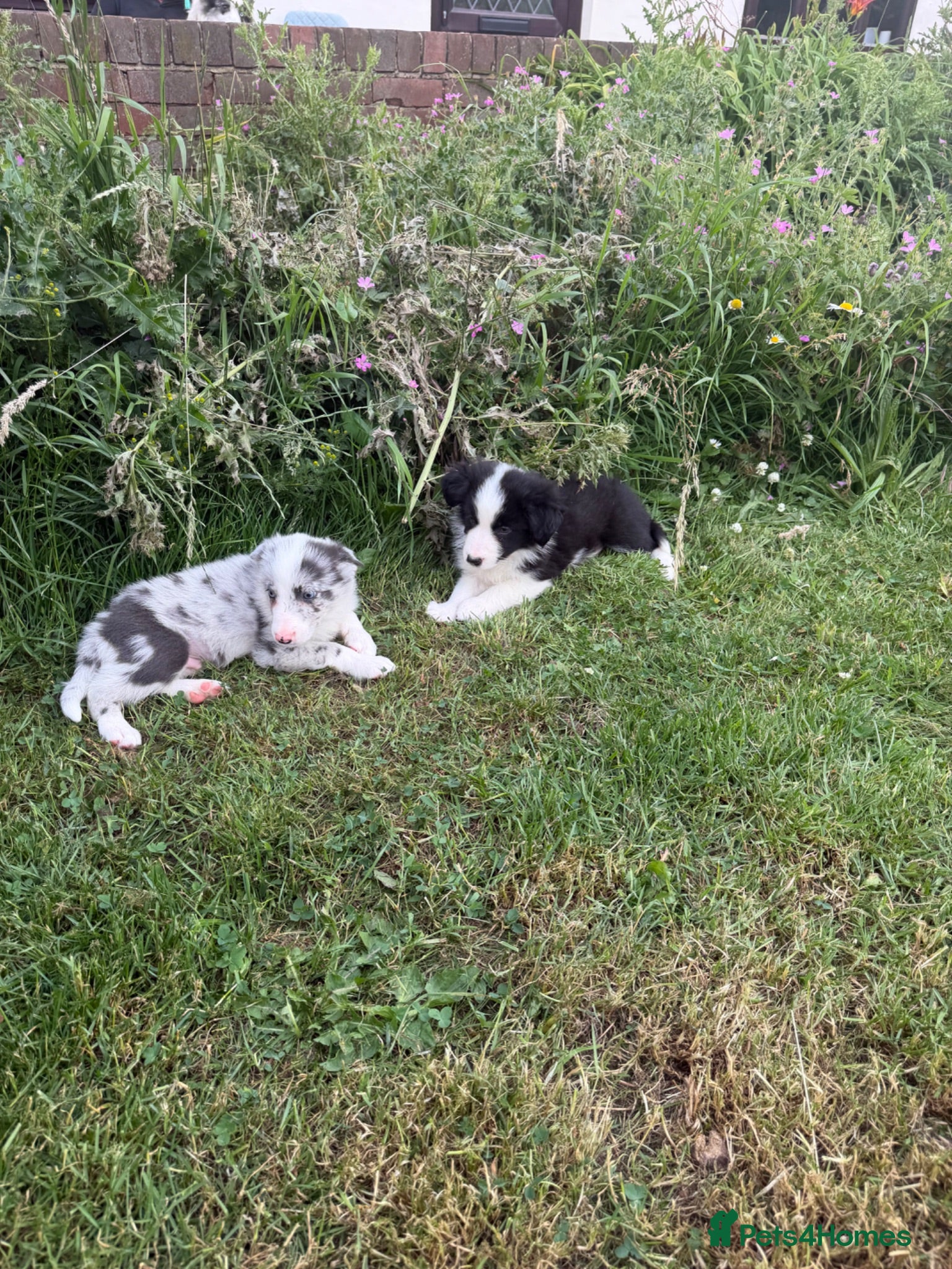 Border Collie dogs Beautiful Bouncy border collie puppies  - Advert 1