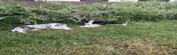 Border Collie dogs for sale: Beautiful Bouncy border collie puppies  - Advert 11