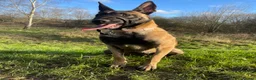 German Shepherd dogs for sale: Belgian Malinois - 1 1/2  - Advert 5
