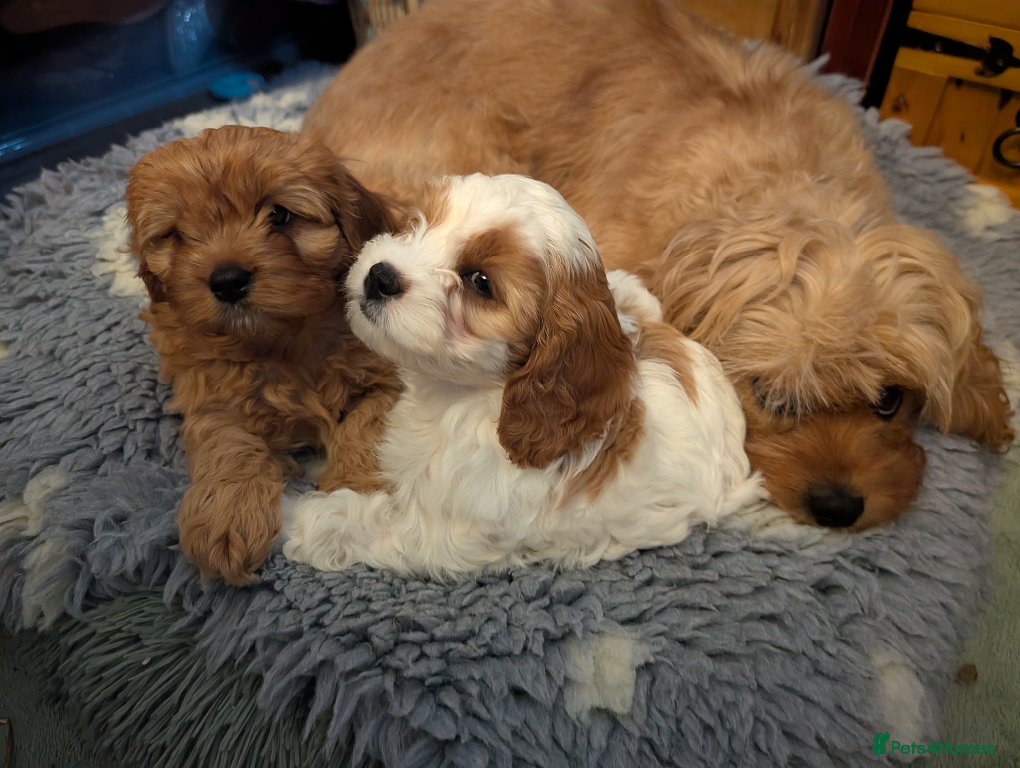 Cavapoo dogs F2 Cavapoo Puppies  - Advert 1