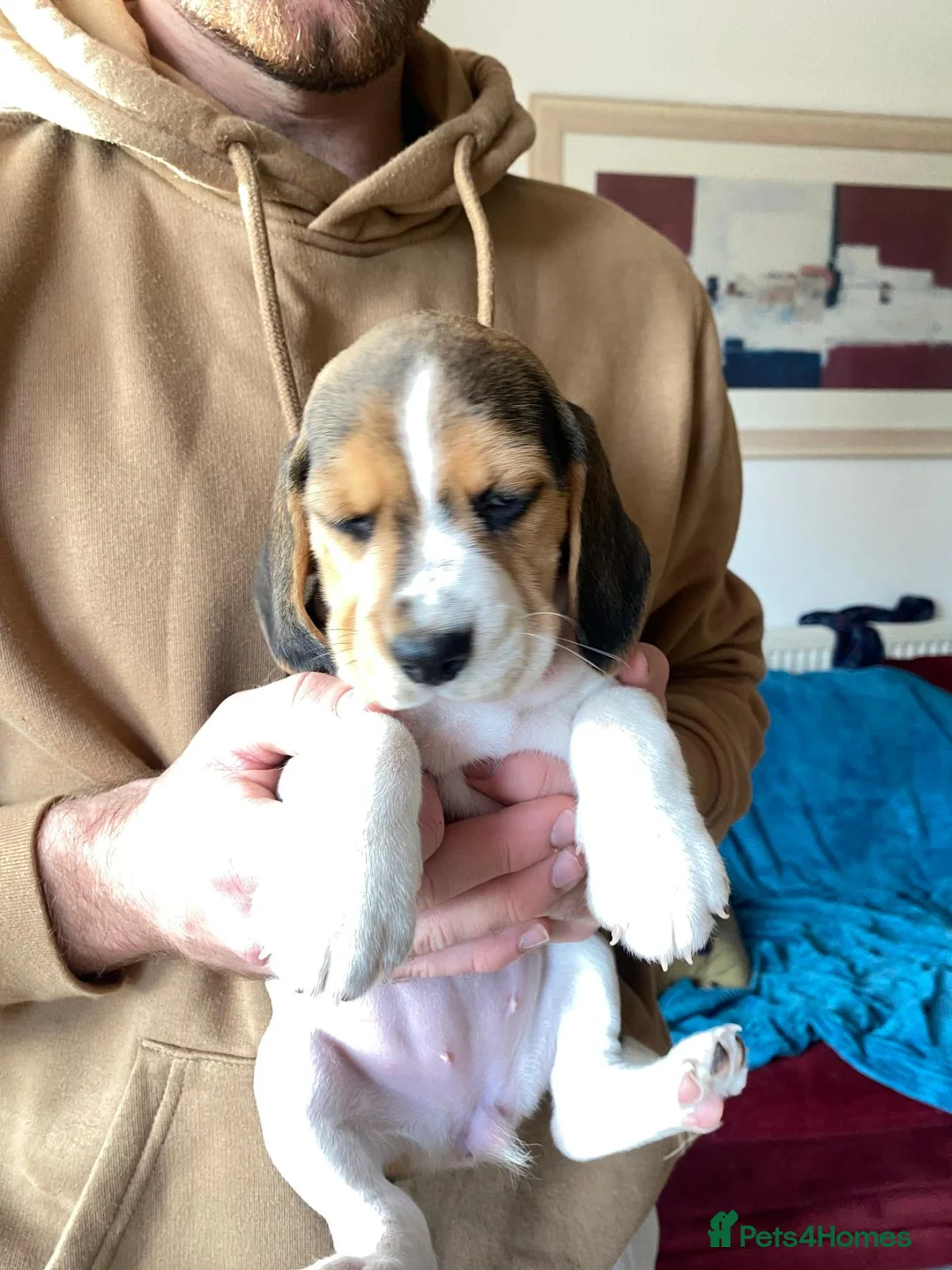 Beagle dogs for sale: Beautiful home reared chunky beagle pups - Advert 3