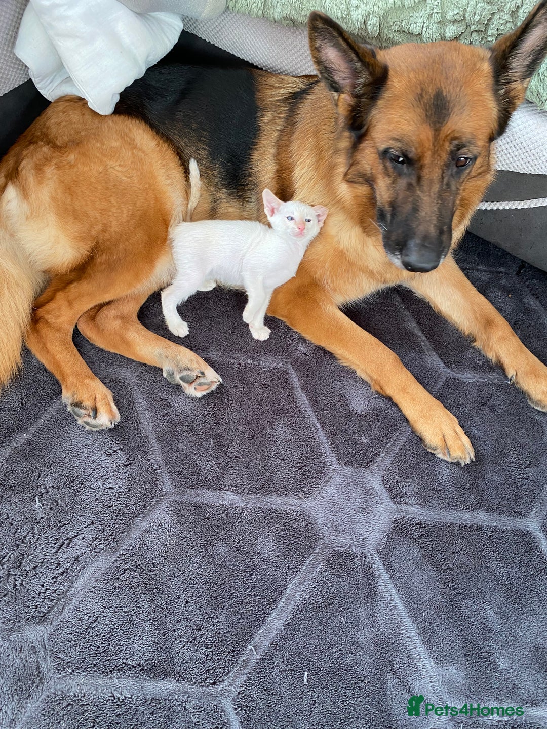 Siamese cats for sale:  Flame point Siamese kittens  - Advert 8