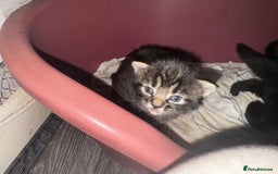 Mixed Breed cats for sale: 2 male 2 female beautiful kittens - Image 16