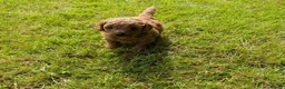 Miniature Poodle dogs for sale: Stunning Health Tested KC Reg Red Miniature Poodle - Advert 3
