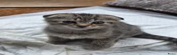 Scottish Fold cats for sale: *READY SOON* Beautiful Grey Scottish Fold Kittens - Advert 10