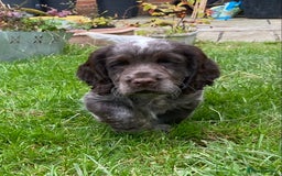 Cocker Spaniel dogs for sale: Beautiful cocker puppies - Image 30