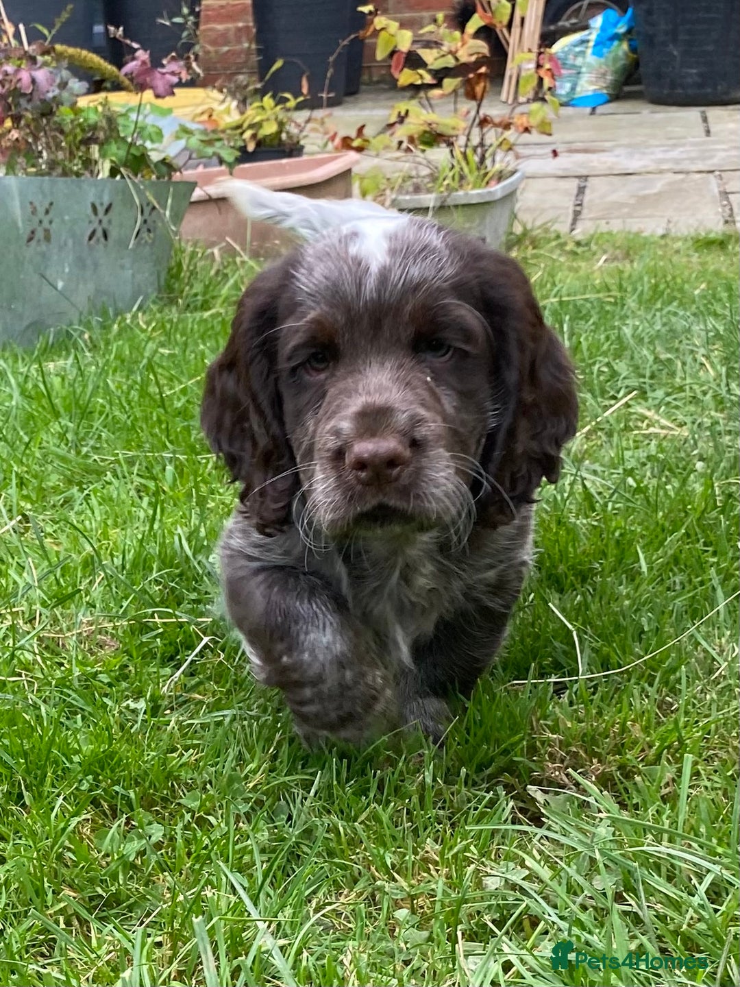 Cocker Spaniel dogs for sale: Beautiful cocker puppies - Image 30