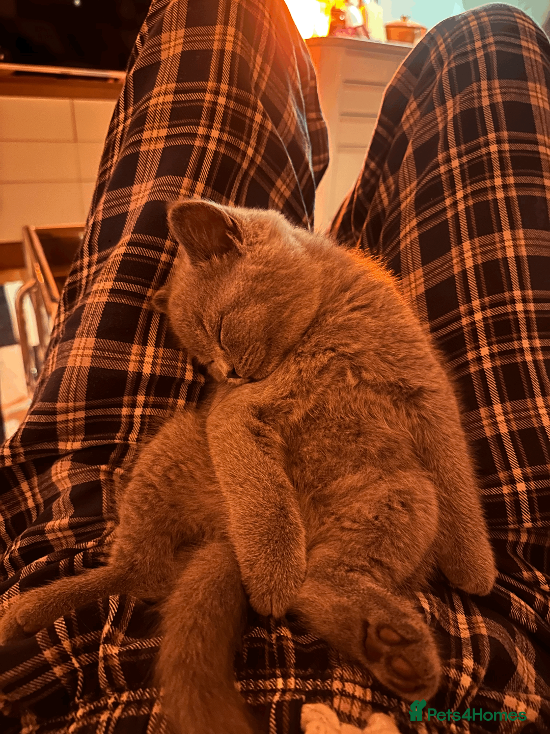 British Shorthair cats for sale: READY TO GO STUNNING BRITISH SHORT HAIRS GCCF  in London - Advert 7