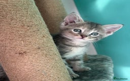 Maine Coon cats for sale: Adorable half mainecoon kittens for sale  - Image 8