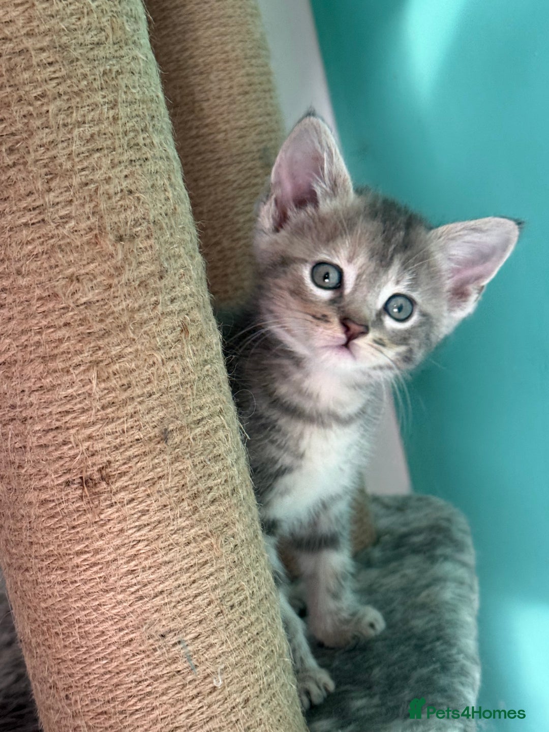 Maine Coon cats for sale: Adorable half mainecoon kittens for sale  - Image 8