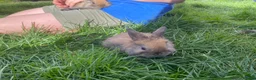 Mini Lop rabbits for sale: Beautiful baby mini lop rabbits - Advert 5