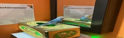 Budgerigars birds for sale: Hand-Tamed Budgerigar for sale in Oldham - Advert 2