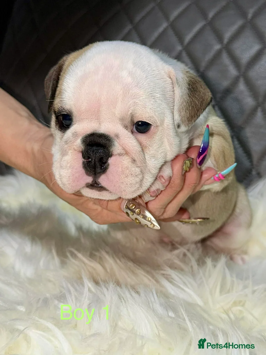 English Bulldog dogs for sale: KC registered English Bulldog Puppies  in Exeter - Advert 2