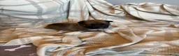 Mixed Breed dogs for sale: Border collie x Belgian Malinois  in Derby - Advert 18