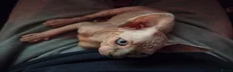 Sphynx cats for sale: Two beautiful Sphynx kittens - Advert 5